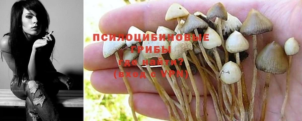 сатива Бородино