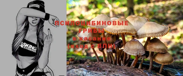 стаф Богородск